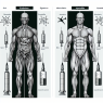 Bioavailability of stenbolone: oral vs injectable comparison